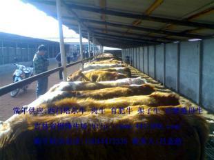 河南優(yōu)質(zhì)肉牛養(yǎng)殖 機(jī)遇與市場前景探析