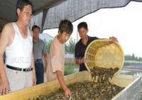 泥鰍苗種培育與養(yǎng)殖技術(shù)解析