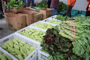 龍里縣灣灘河園區(qū) 貴州雙龍現(xiàn)代農(nóng)副產(chǎn)品收購點的崛起與機遇